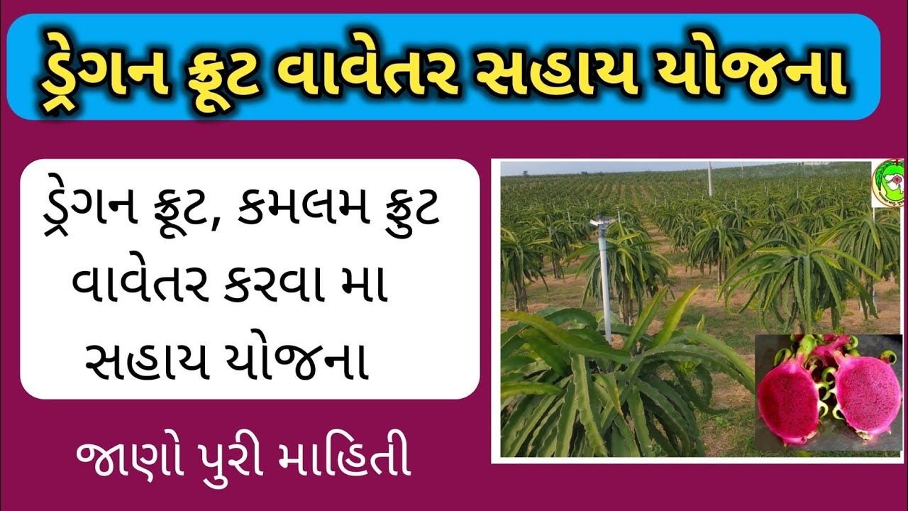 Dragon Fruit Assistance Scheme